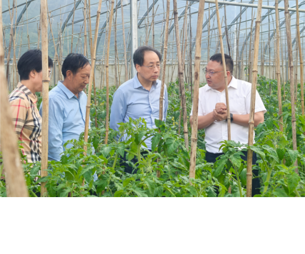 校党委书记王树新赴巫山调研推进定...